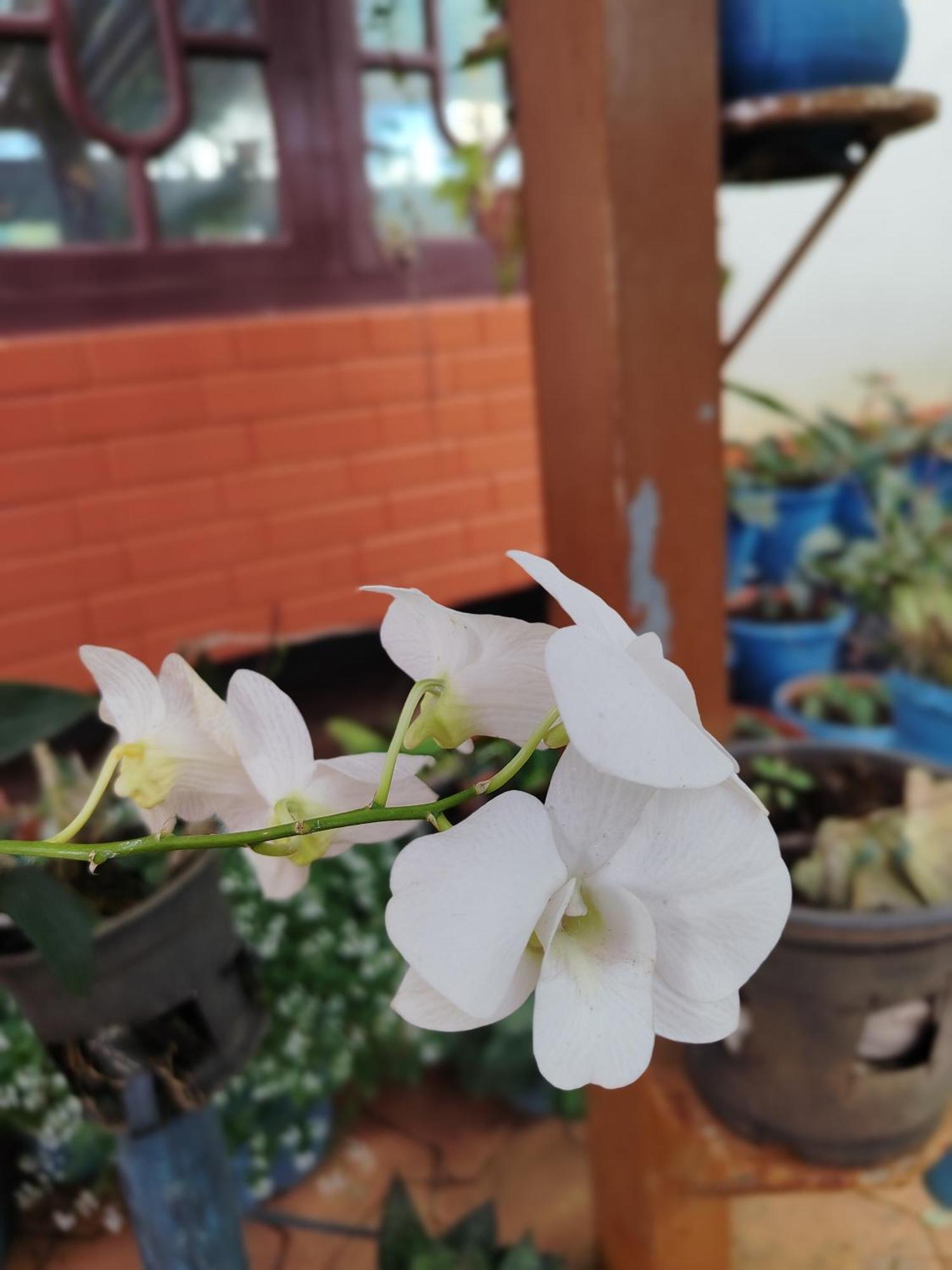 Shivalaya Homestay, Madikeri Siddāpur المظهر الخارجي الصورة